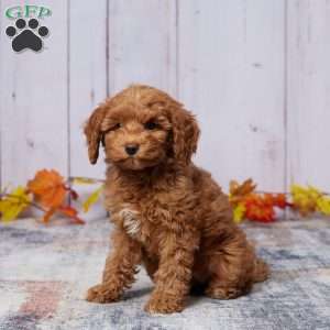 Indra, Mini Goldendoodle Puppy